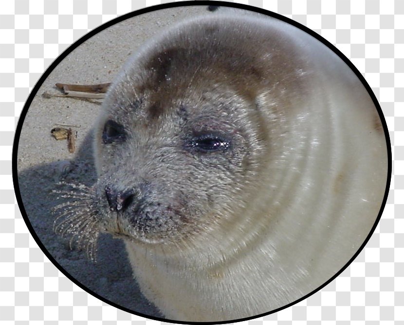 Sea Lion Harbor Seal Snout - Animal Transparent PNG