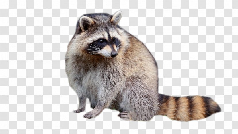 Raccoon Fur Viverridae - Procyon Transparent PNG