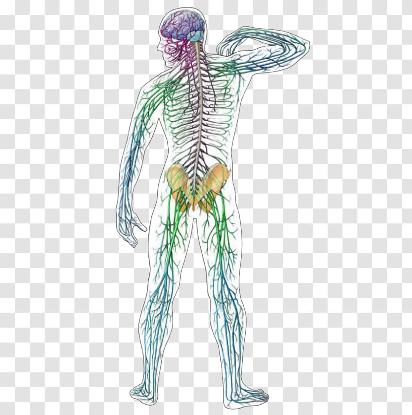 Central Nervous System Human Anatomy Body - Silhouette - Brain Transparent PNG