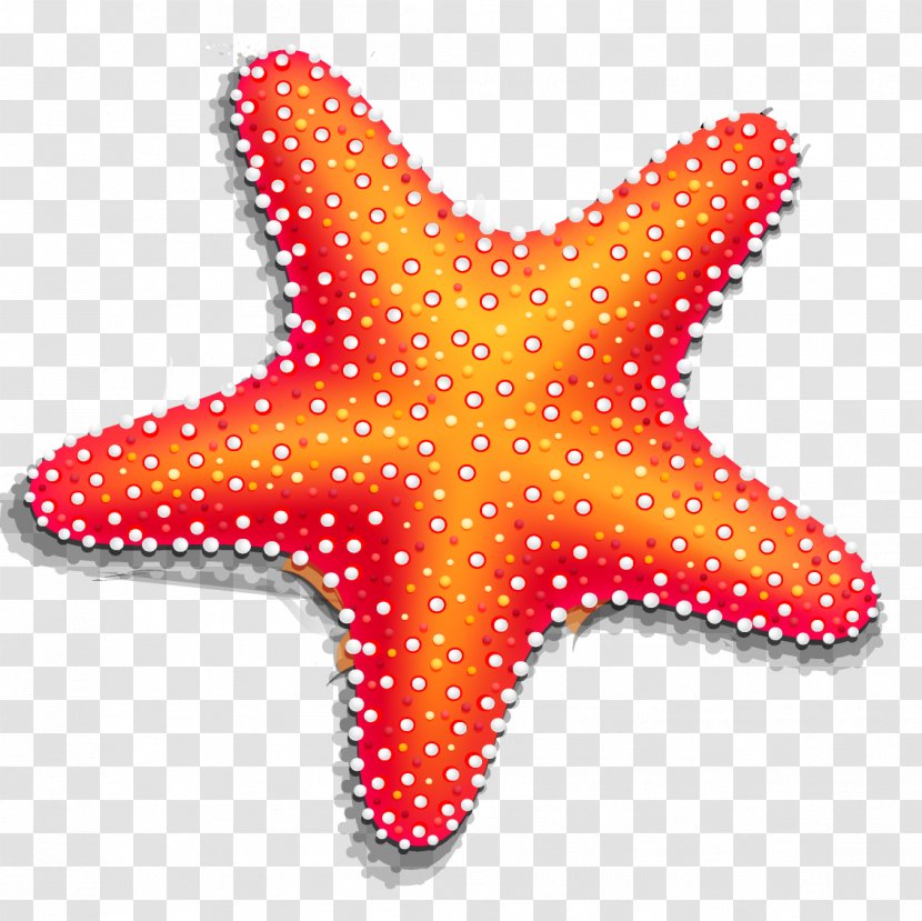 Starfish Drawing - Invertebrate - Sabbia Transparent PNG