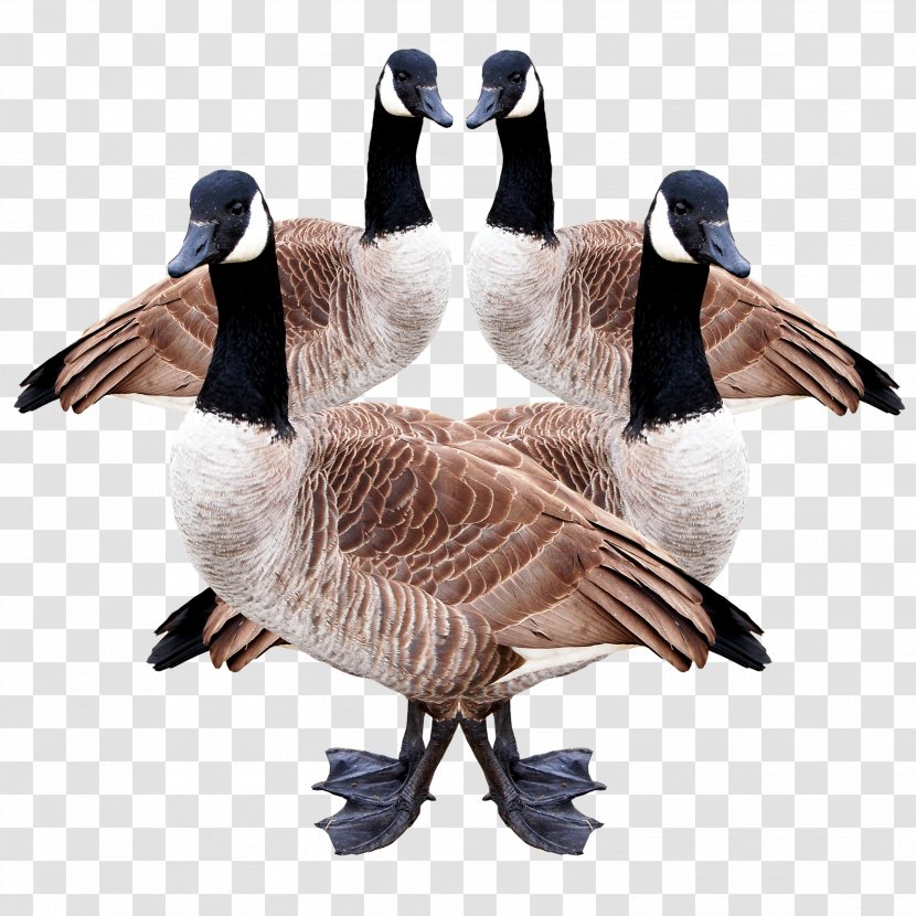 Duck Canada Goose Douchegordijn Feather - Wing Transparent PNG