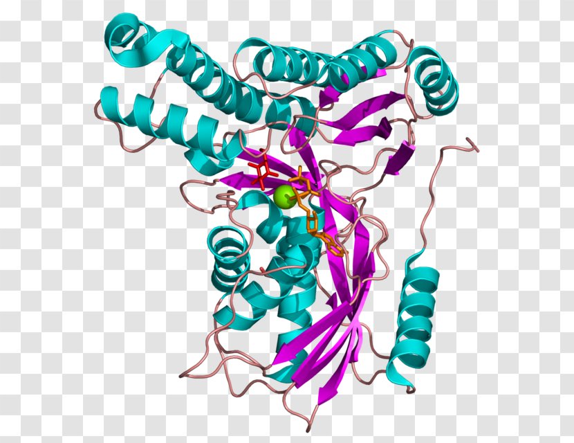 Galactokinase Deficiency Galactose-1-phosphate Uridylyltransferase Glucose 1-phosphate - Enzyme Transparent PNG
