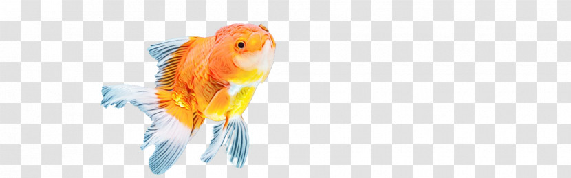 Goldfish Fish Beak Close-up Computer Transparent PNG