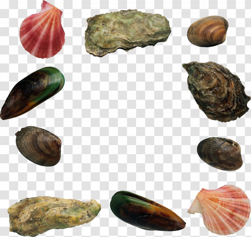 Mussel Seafood Scallop - Heap Of Stones Transparent PNG