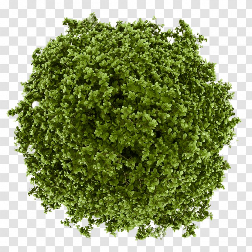 Matcha Green Tea Powder Bubble - Tree Transparent PNG