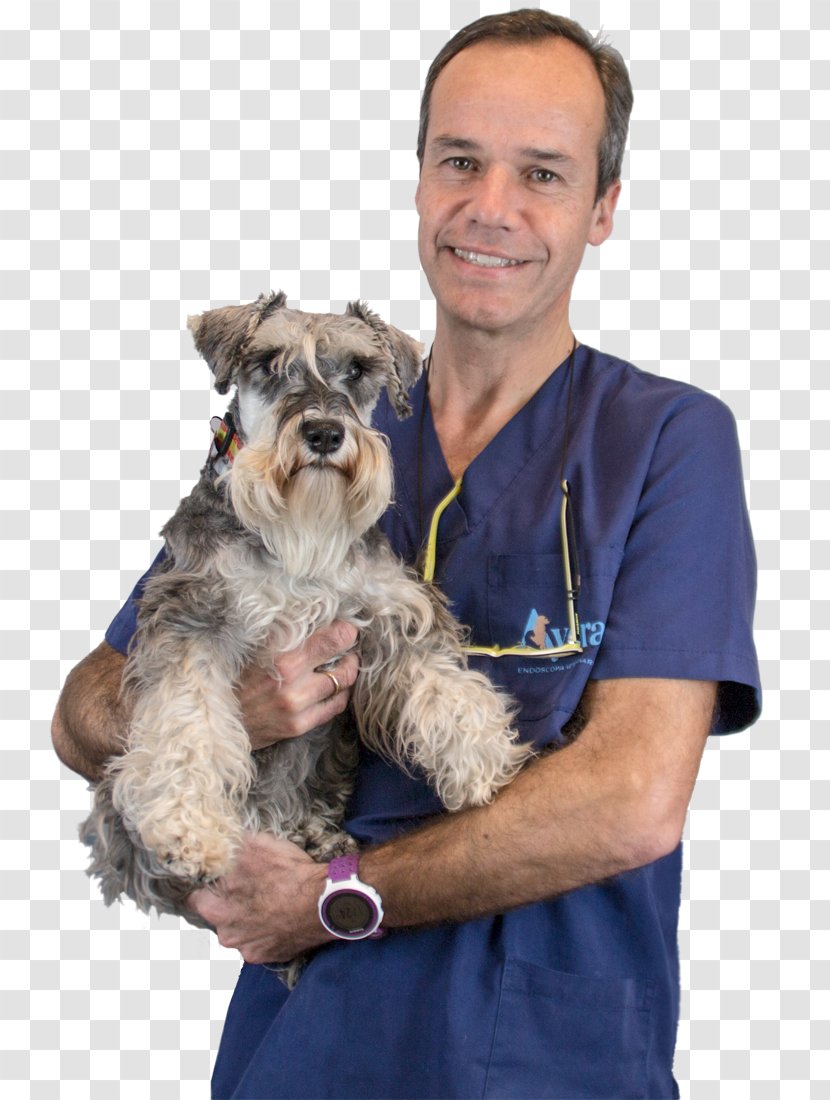 Jorge Emilio Rey Miniature Schnauzer Puppy Schnoodle Veterinarian - Leash Transparent PNG