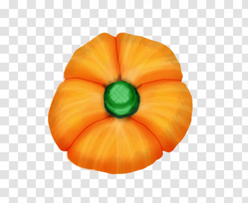 Winter Squash Pumpkin Gourd Calabaza Cucurbita - Flower Transparent PNG