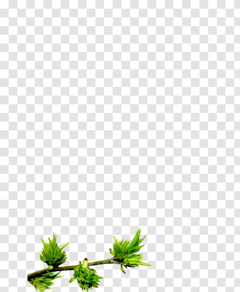 Plant Stem Flower Leaf Line Plants Transparent PNG
