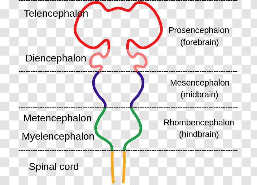 Brainstem Anatomy Diagram Nervous System - Silhouette - Brain Transparent PNG