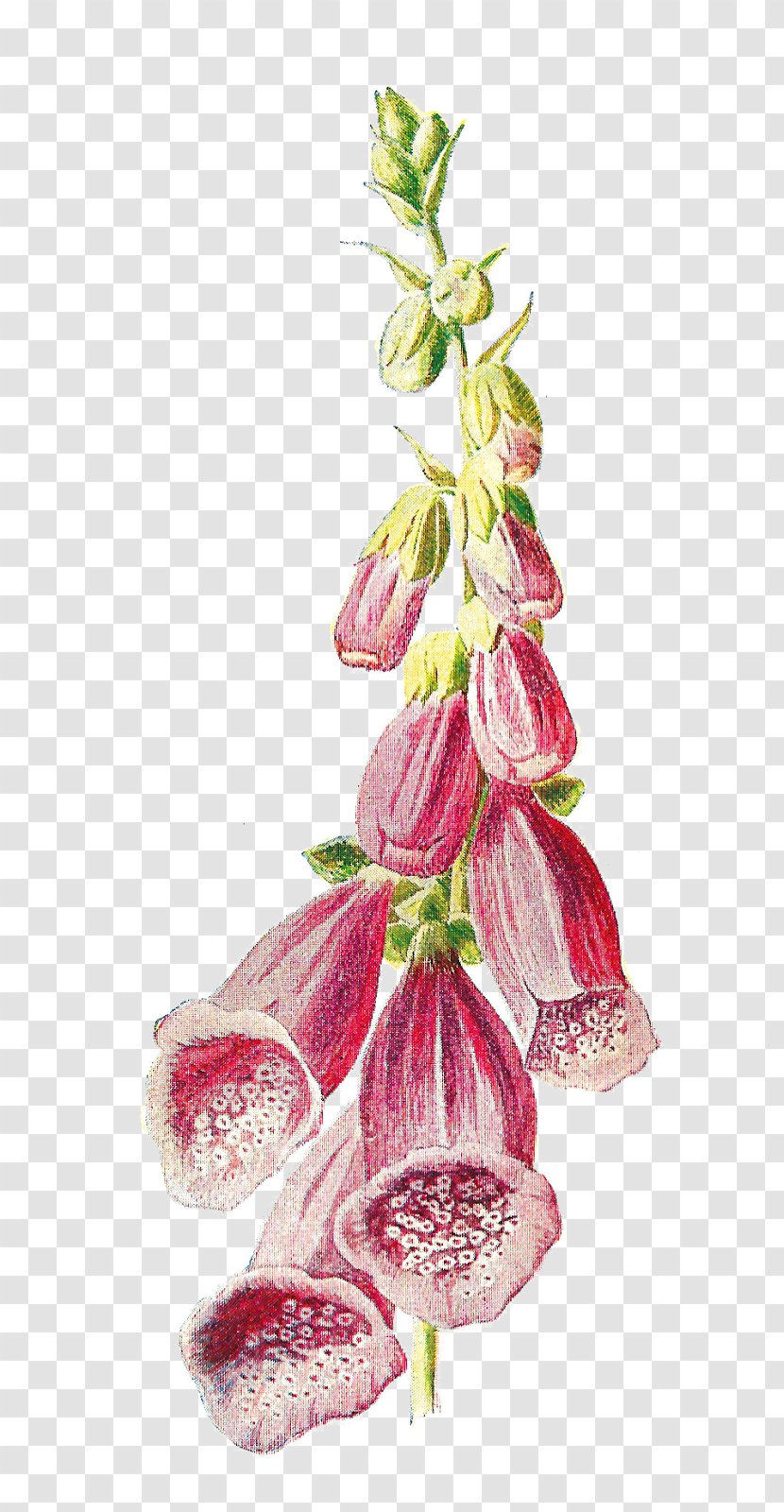 Digitalis Purpurea Grandiflora Lanata Botanical Illustration Transparent PNG