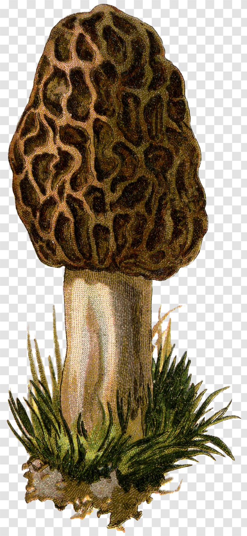 Mushroom Fungus Yellow Morel Drawing Transparent PNG
