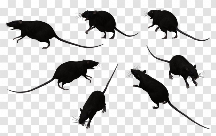 Black Rat Bonthain Laboratory Mouse Clip Art - Sticker - Cliparts Transparent PNG