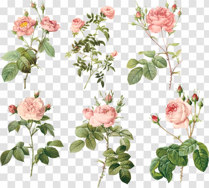 Garden Roses Centifolia MacBook Air Floral Design Flowerpot - Houseplant - Pink Flowers Transparent PNG