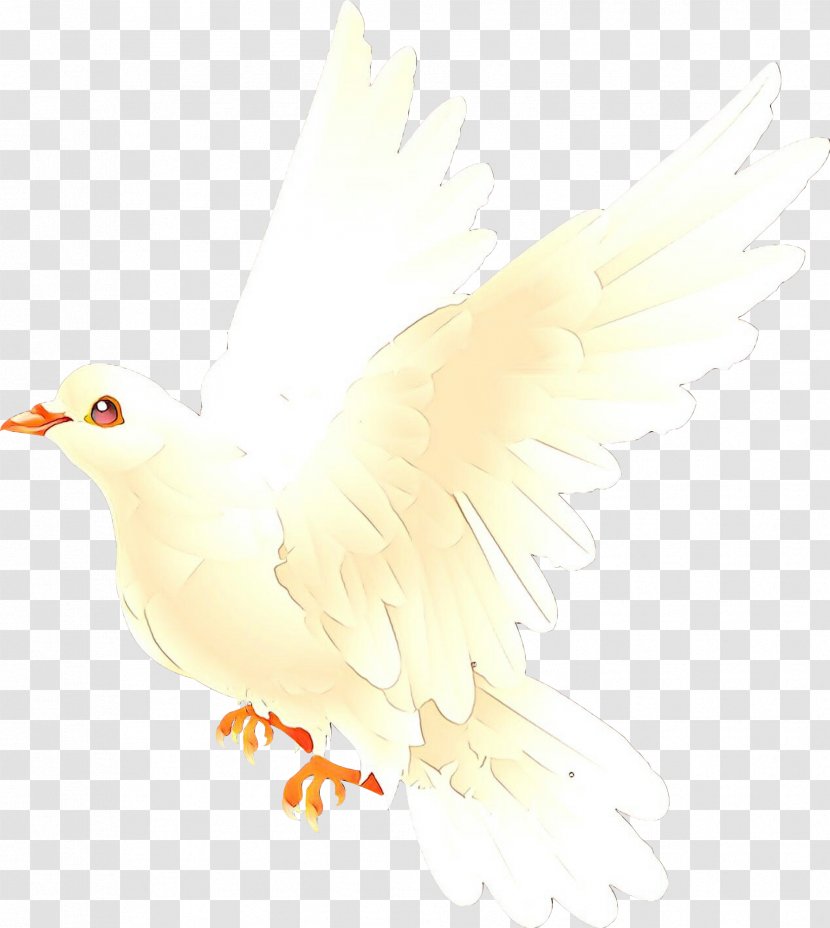 Chicken Cartoon - Water Bird - Peace Tail Transparent PNG