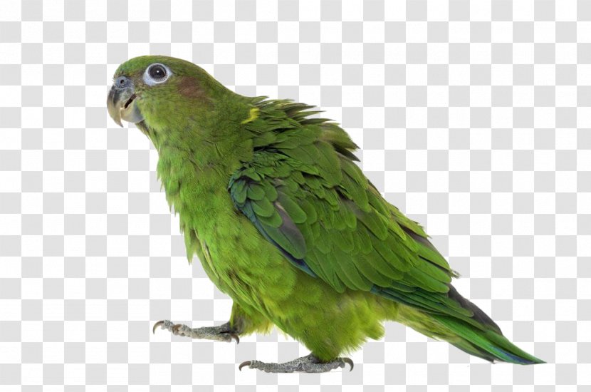 Budgerigar Lovebird True Parrot Yellow-headed Amazon - Green Walking Transparent PNG