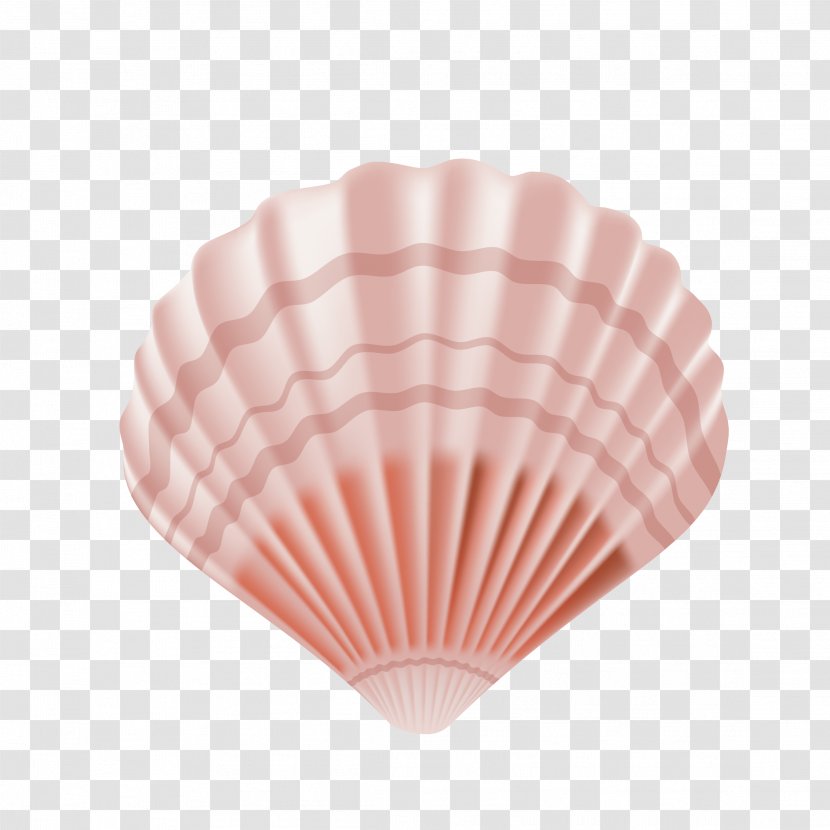 Seashell Euclidean Vector - Petal - Beautiful Transparent PNG