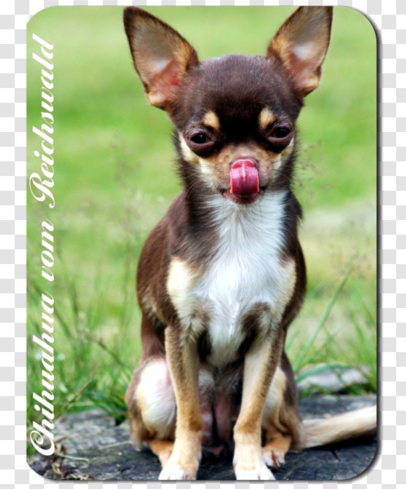 Corgi-Chihuahua Russkiy Toy English Terrier Prague Ratter - Snout - Puppy Transparent PNG