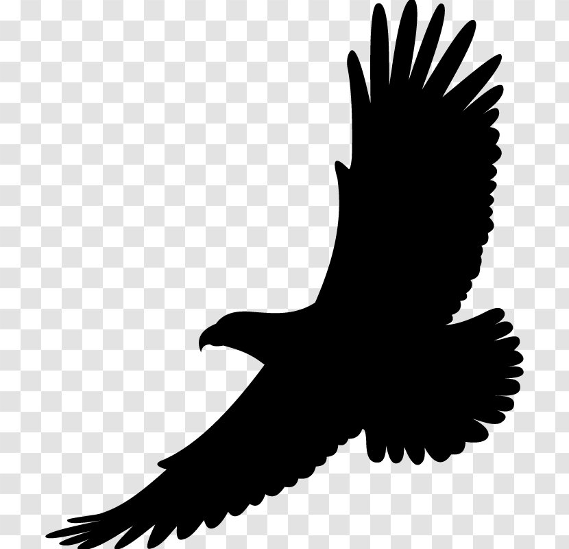 Bird Drawing White-tailed Eagle Bald - Tree - Wings Tattoo Transparent PNG