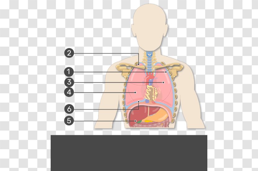 Human Right Lung Pleural Cavity Oblique Fissure Anatomy - Tree - Show Yourself Transparent PNG