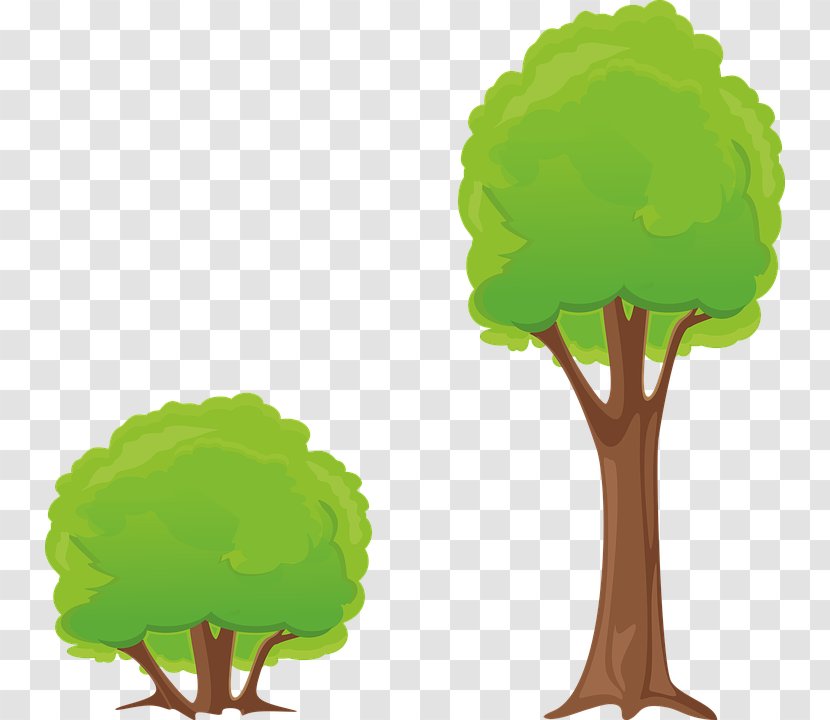 Shrub Tree Clip Art - Coloring Book - Plant Transparent PNG