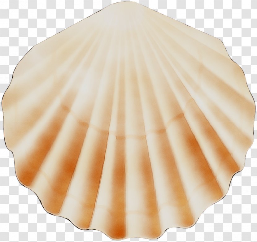 Cockle Conchology Scallops - Clam - Conch Transparent PNG