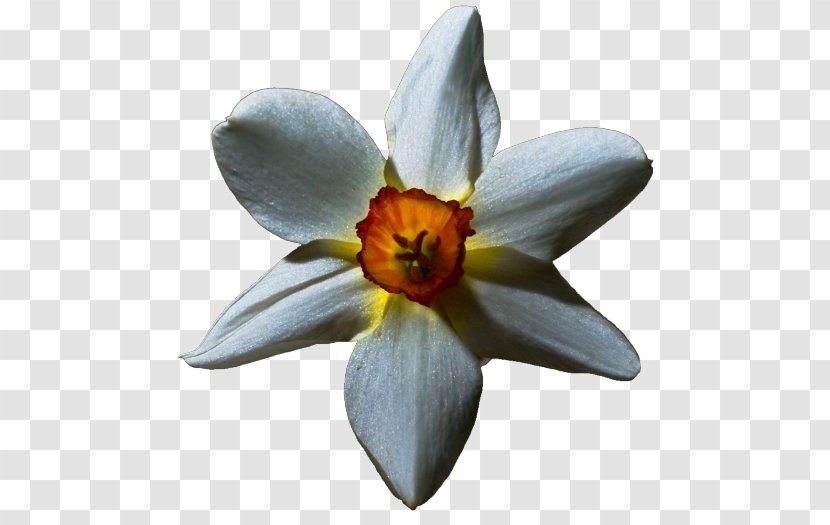 Flower Lilium Eastern Indigo Snake Transparency And Translucency Gecko - Amaryllis Family - White Lily Transparent PNG