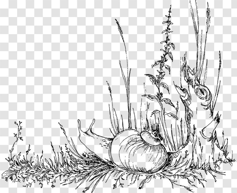 Drawing Sketch Vector Graphics Image Clip Art - Flora - Grass Transparent PNG