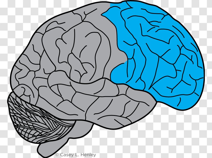 Lobes Of The Brain Frontal Lobe Prefrontal Cortex Motor - Cartoon Transparent PNG