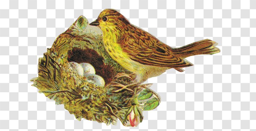 Victorian Era Finches Bokmärke Bird Beak - Bokm%c3%a4rke - Nest Transparent PNG