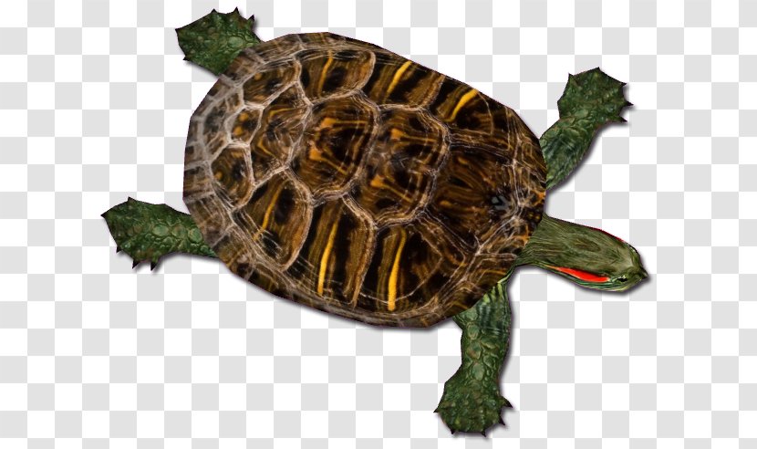 Box Turtles Common Snapping Turtle Red-eared Slider Tortoise - Zoo Tycoon 2 - Chinese Softshell Transparent PNG