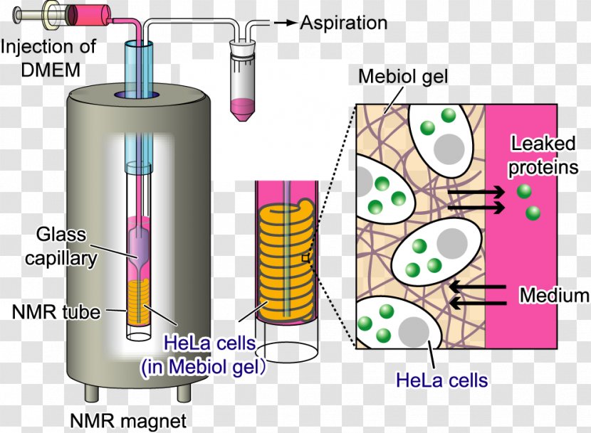 Cell Nuclear Magnetic Resonance Spectroscopy Of Proteins Protein Crystallization - Bioreactor - Tokyo Electron Limited Transparent PNG