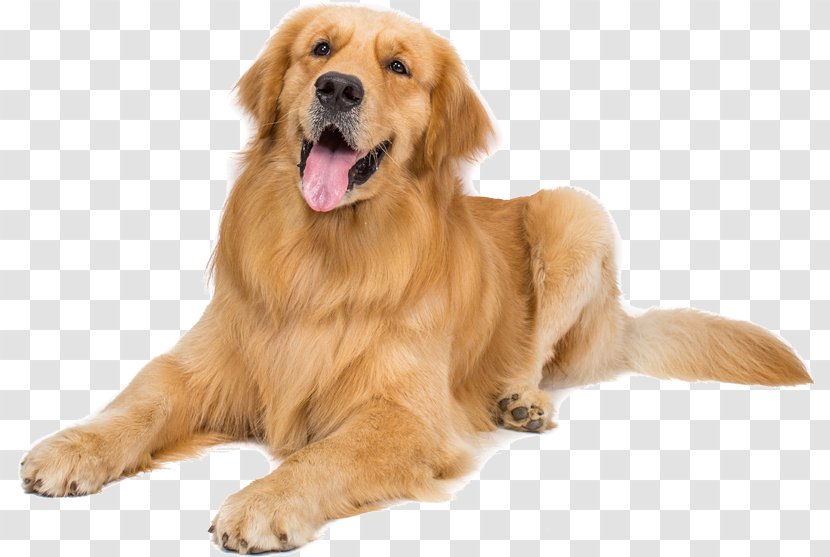 Golden Retriever Nova Scotia Duck Tolling Puppy Dog Breed Companion - Grooming Transparent PNG