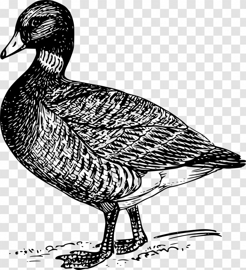 Goose Bird Duck Drawing - Flight - Ducks Transparent PNG