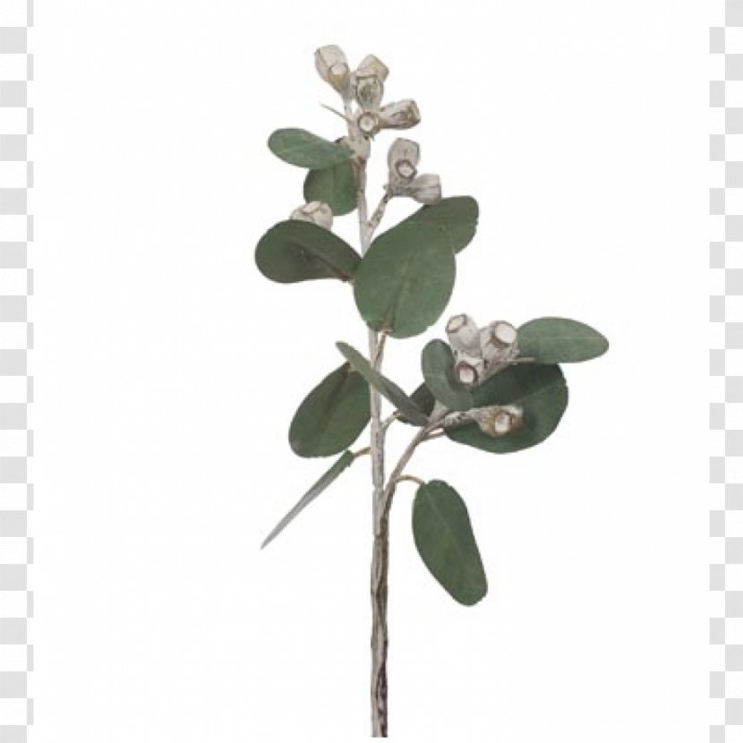 Gum Trees Eucalyptus × Tetragona Plant Stem Green - Interest Transparent PNG