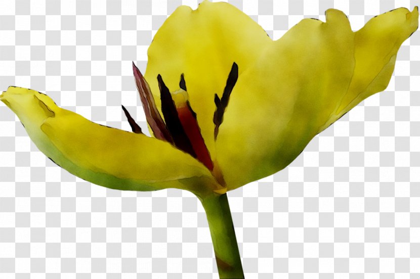 Tulip Plant Stem Close-up Plants - Closeup - Botany Transparent PNG
