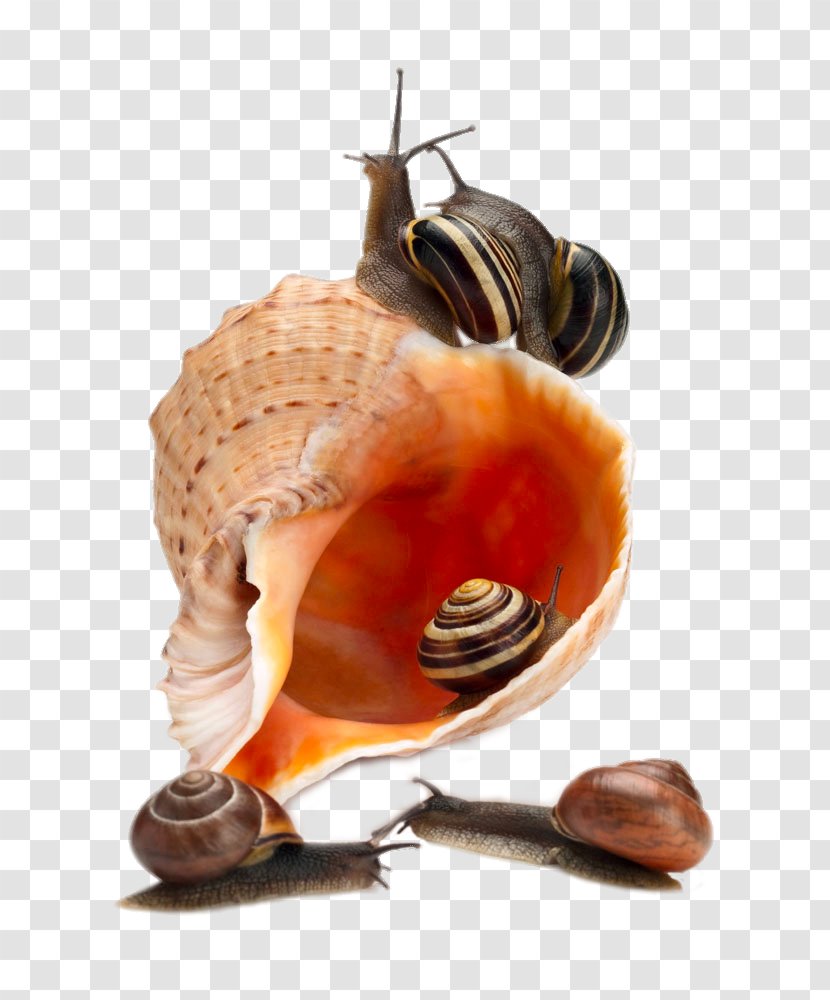Sea Snail Photography - Orthogastropoda - Escargot Transparent PNG