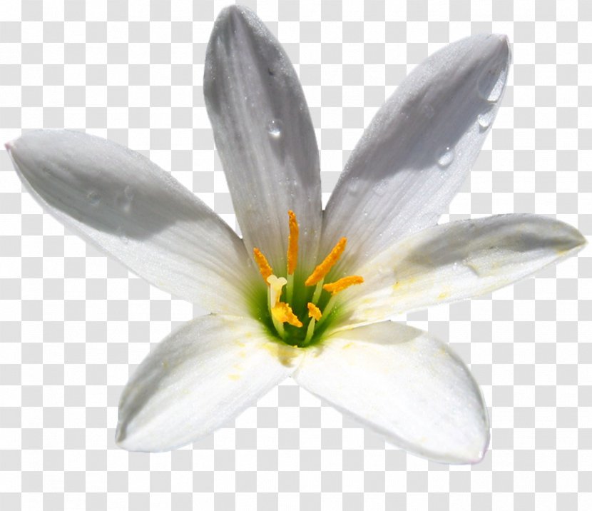Crocus Petal Flower White - Flowering Plant Transparent PNG
