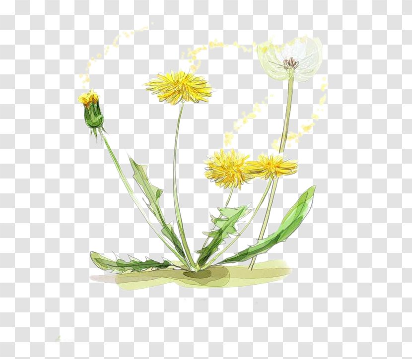 Watercolor Painting Drawing Illustration - Daisy Family - Yellow Marigold Transparent PNG