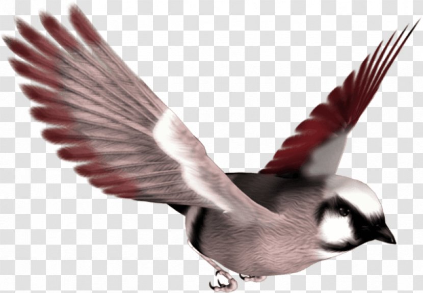 Clip Art Image Adobe Photoshop - Beak - Pelican Auto Finance Transparent PNG