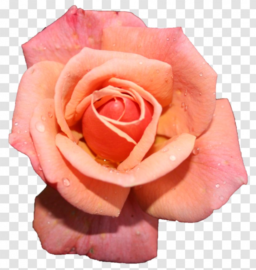 Garden Roses Stock Photography Royalty-free - Peach - Pink Rose Transparent PNG