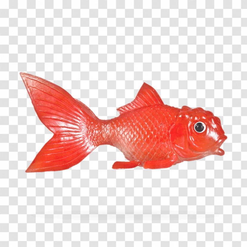 Northern Red Snapper Goldfish RED.M - Organism - Fribourg Transparent PNG