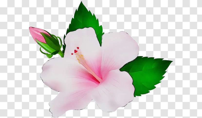Flowering Plant Flower Petal Hibiscus Pink - Hawaiian - Leaf Transparent PNG