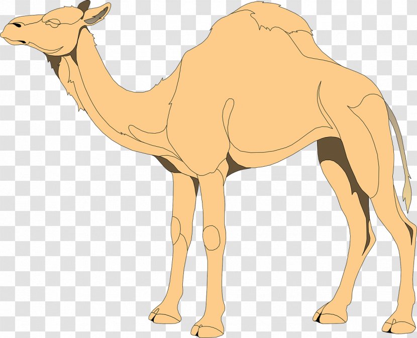 Bactrian Camel Dromedary Clip Art - Organism - Ramadan Transparent PNG