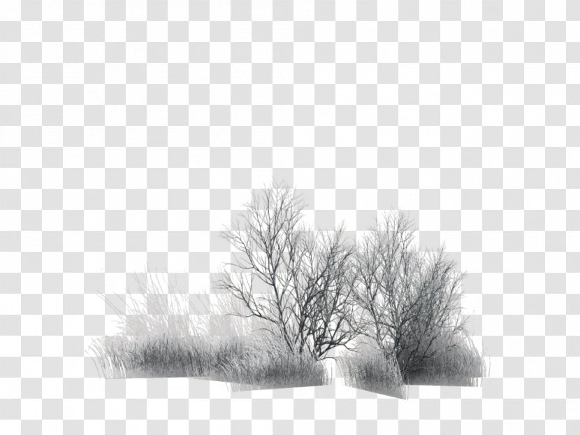 Branch Tree Painting Black - Monochrome Photography Transparent PNG