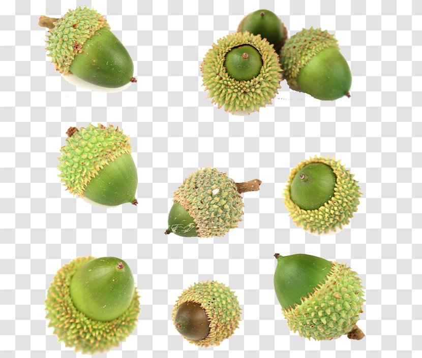 Kiwifruit Oak Acorn - Auglis Transparent PNG