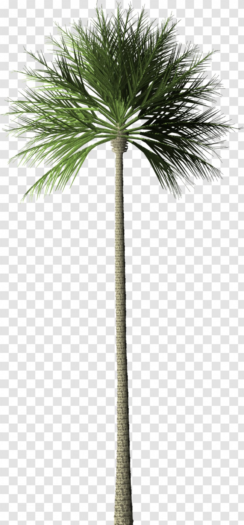 Arecaceae Tree Palm Oil Palms Rainforest - Plant Transparent PNG