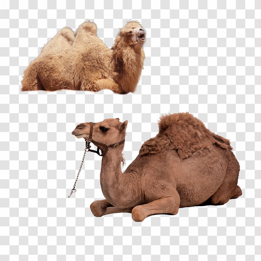 Bactrian Camel Dromedary Horse Transparent PNG