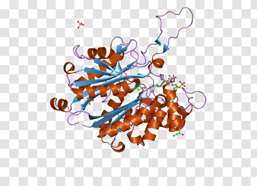 Thiolase Bioinformatics ACAT1 ACAT2 Acetyl-CoA C-acetyltransferase - Tree - Cartoon Transparent PNG