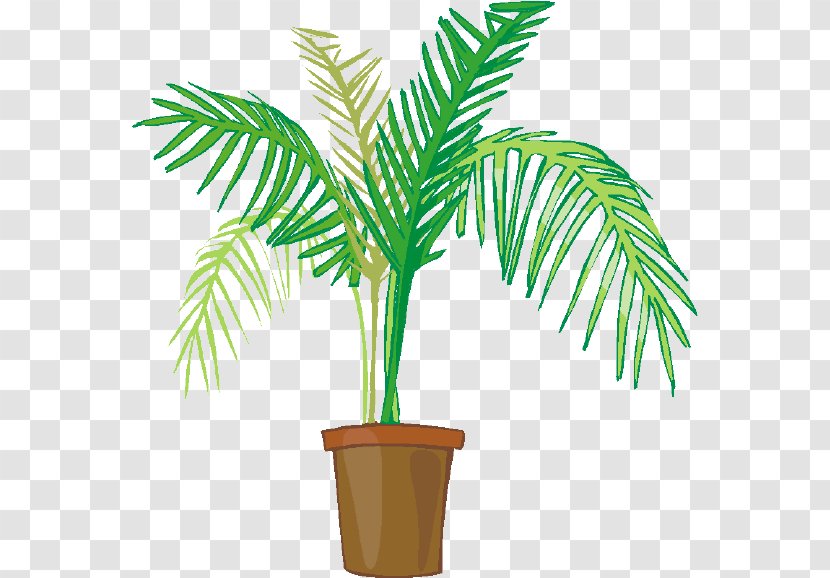 Palm Tree Drawing - Cycad Date Transparent PNG