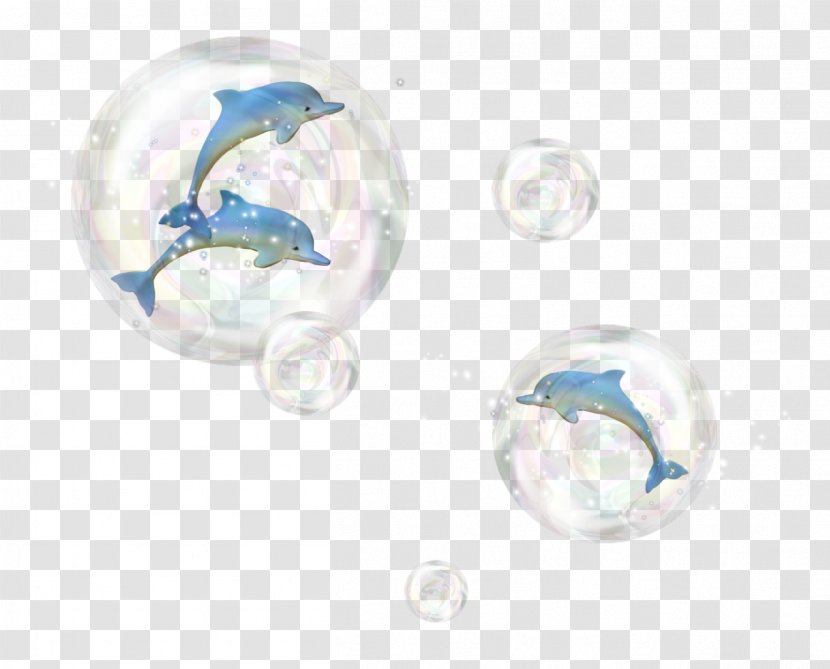 Dolphin - Animal Transparent PNG